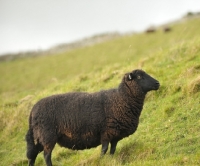 Picture of black welsh mountain on hill side