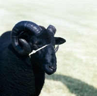 Picture of black welsh mountain ram portrait