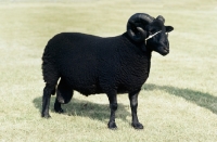 Picture of black welsh mountain ram