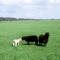 Picture of black welsh mountain sheep with lamb