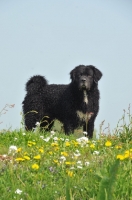 Picture of black Wetterhound near flowers