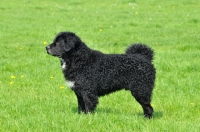 Picture of black Wetterhound, side view