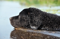 Picture of black Wetterhound swimming