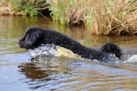 Picture of black Wetterhound swimming