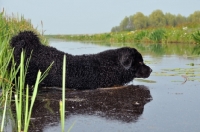 Picture of black Wetterhound walking into water