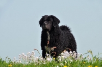 Picture of black Wetterhound 