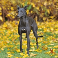 Picture of black whippet in autumn yellow leaves