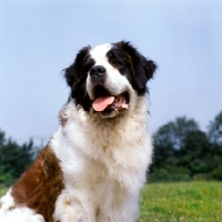 Picture of black, white and brindle coloured st bernard