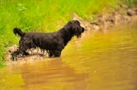 Picture of black working Cocker Spaniel in water