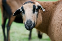 Picture of blackbelly ewe portrait