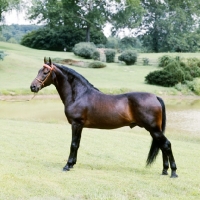 Picture of blarney stone, morgan stallion, 'foundation' morgan