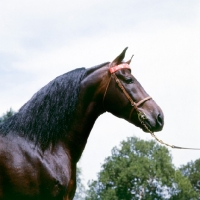 Picture of blarney stone, morgan stallion