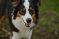 Picture of blaxck tri colour australian shepherd smiling