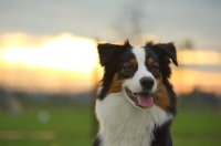 Picture of blaxck tri colour australian shepherd smiling, sunset in the background