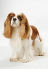 Picture of Blenheim Cavalier King Charles Spaniel, Australian champion