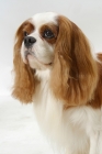 Picture of Blenheim Cavalier King Charles Spaniel, portrait