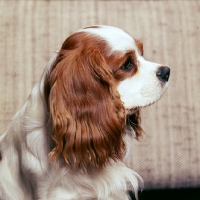 Picture of blenheim cavalier king charles spaniel, profile head study