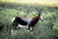 Picture of blesbok in south africa