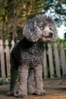 Picture of blind silver toy poodle standing on deck