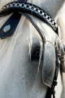 Picture of blinkers on a percheron horse