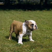 Picture of blockbuster noways dual control (nancy),  bulldog pup, 9 weeks old