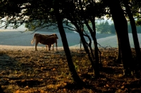 Picture of blonde d'aquitaine calf and cow at sunset
