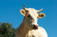 Picture of blonde d'aquitaine cow in france