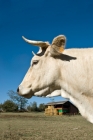 Picture of blonde d'aquitaine cow in france