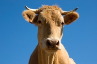 Picture of blonde d'aquitaine cow looking at camera