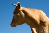 Picture of blonde d'aquitaine cow looking away