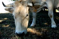 Picture of blonde d'aquitaine grazing