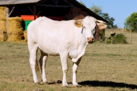 Picture of blonde d'aquitaine in a field