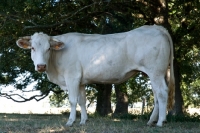Picture of blonde d'aquitaine side view
