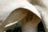 Picture of blonde d'aquitaine udders