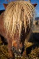 Picture of blonde pony's mane