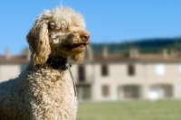 Picture of blonde standard poodle