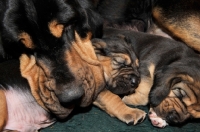 Picture of Bloodhound and her puppies