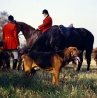 Picture of bloodhound at meet of windsor forest bloodhounds