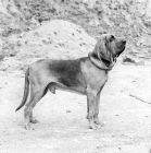 Picture of bloodhound, ch barsheen magnus 