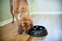 Picture of bloodhound cleaning out food bowl