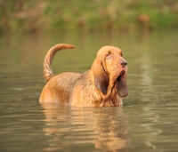 Picture of Bloodhound cooling down in water