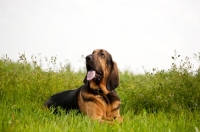 Picture of Bloodhound dog lying in a grassy field