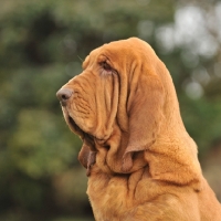 Picture of Bloodhound dog profile head shot