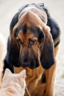 Picture of Bloodhound dog sniffing and looking at a cat that is seated in front of him