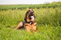 Picture of Bloodhound dog with tongue hanging out lying in grassy field