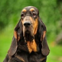 Picture of Bloodhound head study