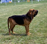 Picture of bloodhound in belgium