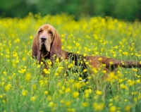 Picture of Bloodhound in flowery field