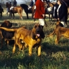 Picture of bloodhound looking at camera at meet of windsor forest bloodhounds