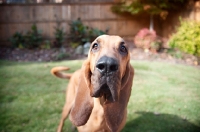 Picture of bloodhound looking into camera